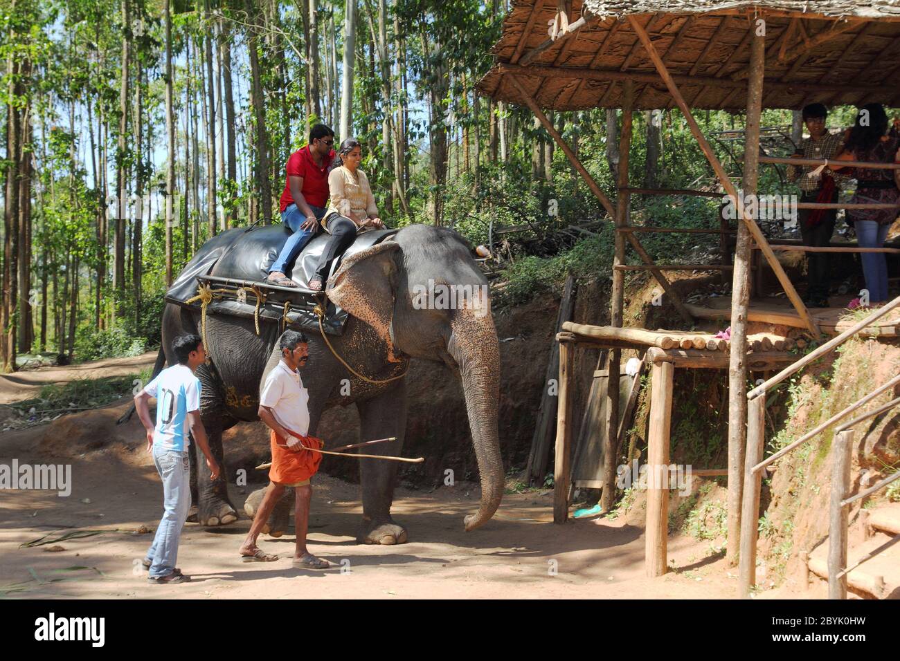 Tourists ride on elephants in the jungle Stock Photo