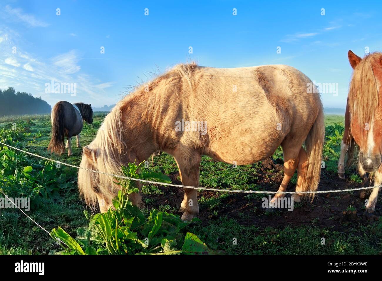 pony graze on sunny pasture Stock Photo