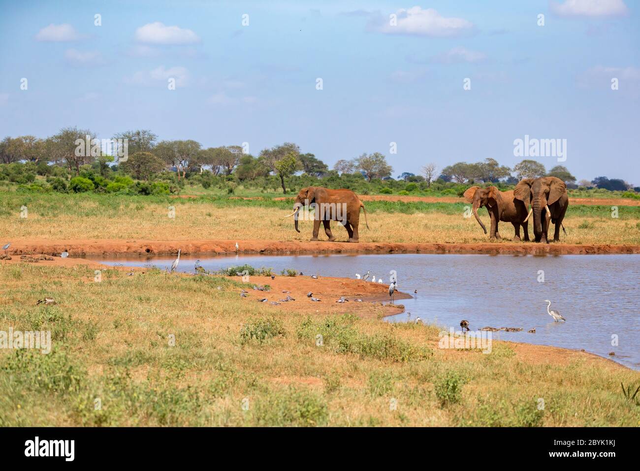 Waterhole in the savannah with some red elephants Stock Photo Alamy