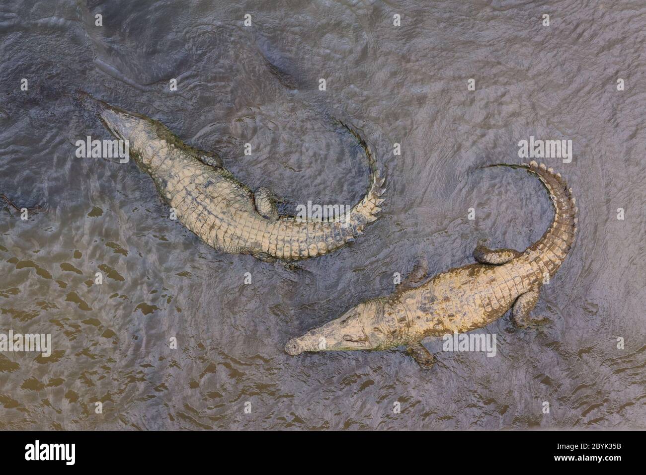 American crocodiles (Crocodylus acutus) from above, swimming, Rio Grande Tárcoles, Costa Rica Stock Photo