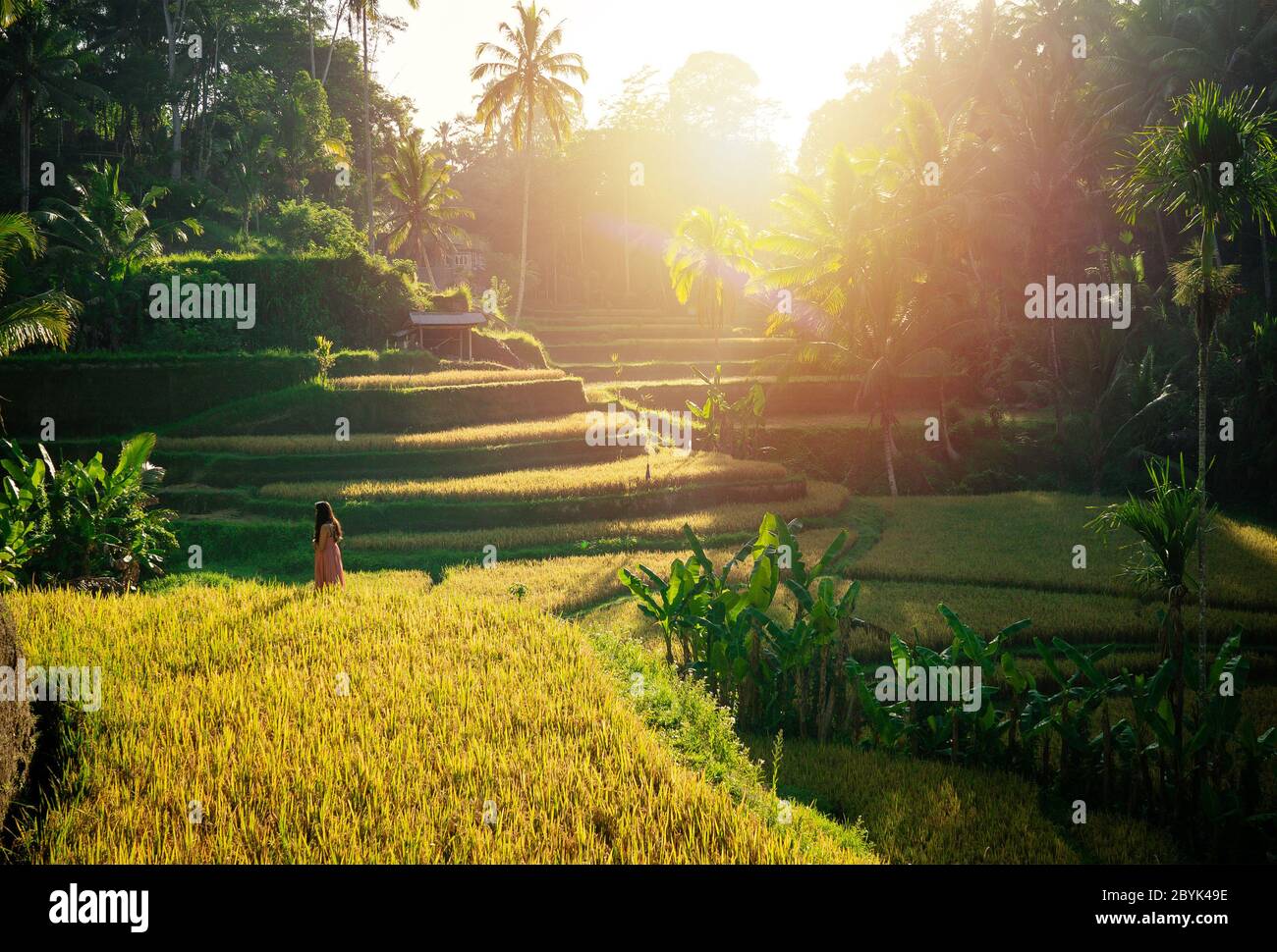 Young Man Looking At Beautiful Tegallalang Rice Terrace During Sunrise Time Sun Light On Terraces Rice Fields Tegalalang Ubud Bali Indonesie Stock Photo Alamy Young Man Looking At Beautiful Tegallalang Rice Terrace During Sunrise Time Sun Light On Terraces Rice Fields Tegalalang Ubud Bali Indonesie Stock Photo Alamy