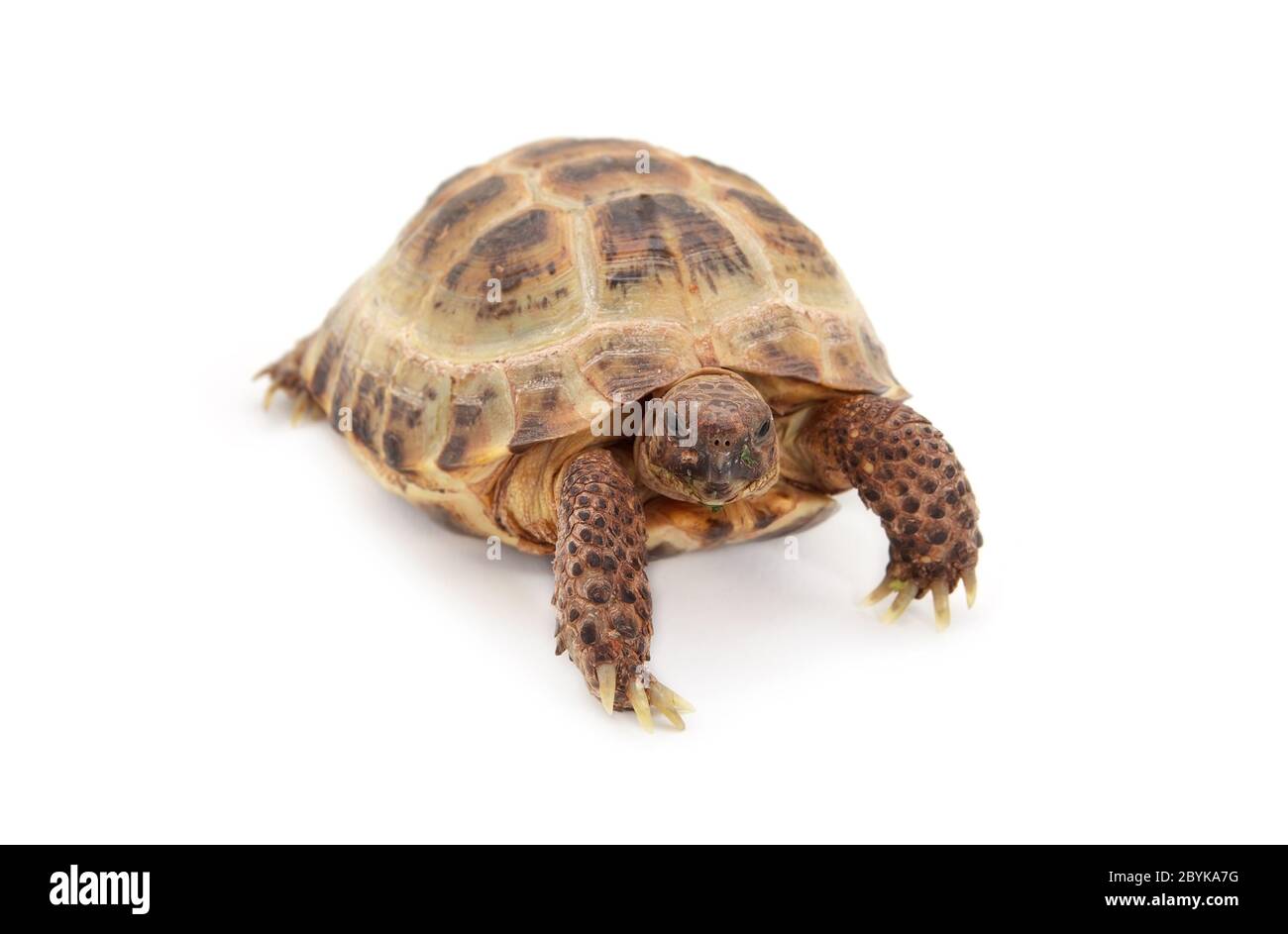 Russian Asian tortoise over white Stock Photo