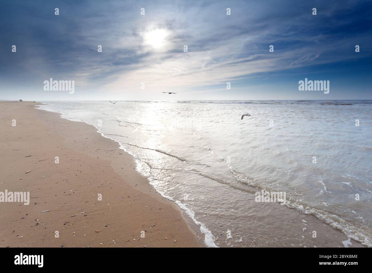 seagulls over sand beach in North sea Stock Photo