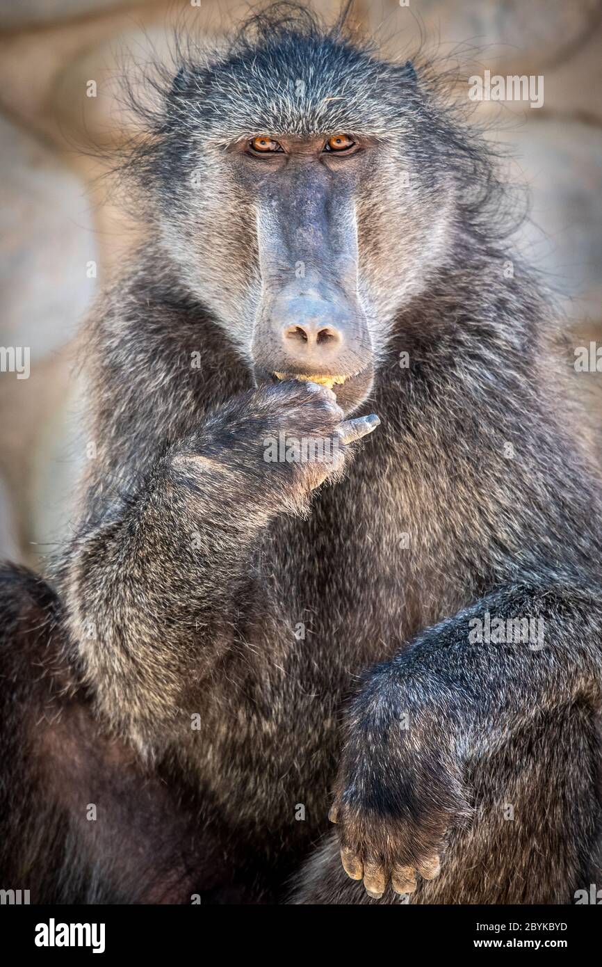A chacma baboon going about his day , Ai-Ais, Namibia Stock Photo