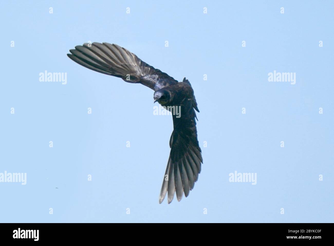 Agile insects hi-res stock photography and images - Alamy