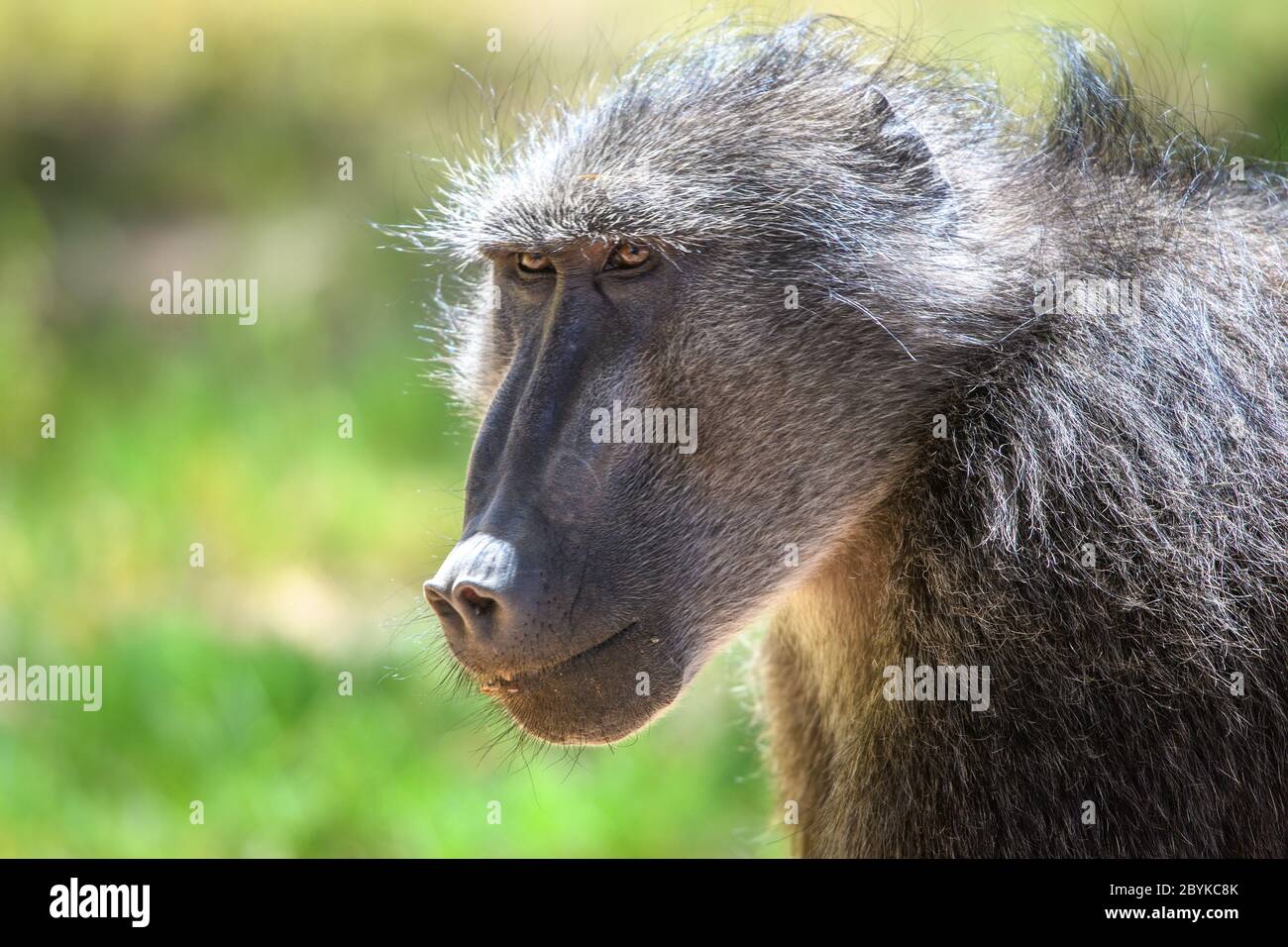 A chacma baboon going about his day , Ai-Ais, Namibia Stock Photo