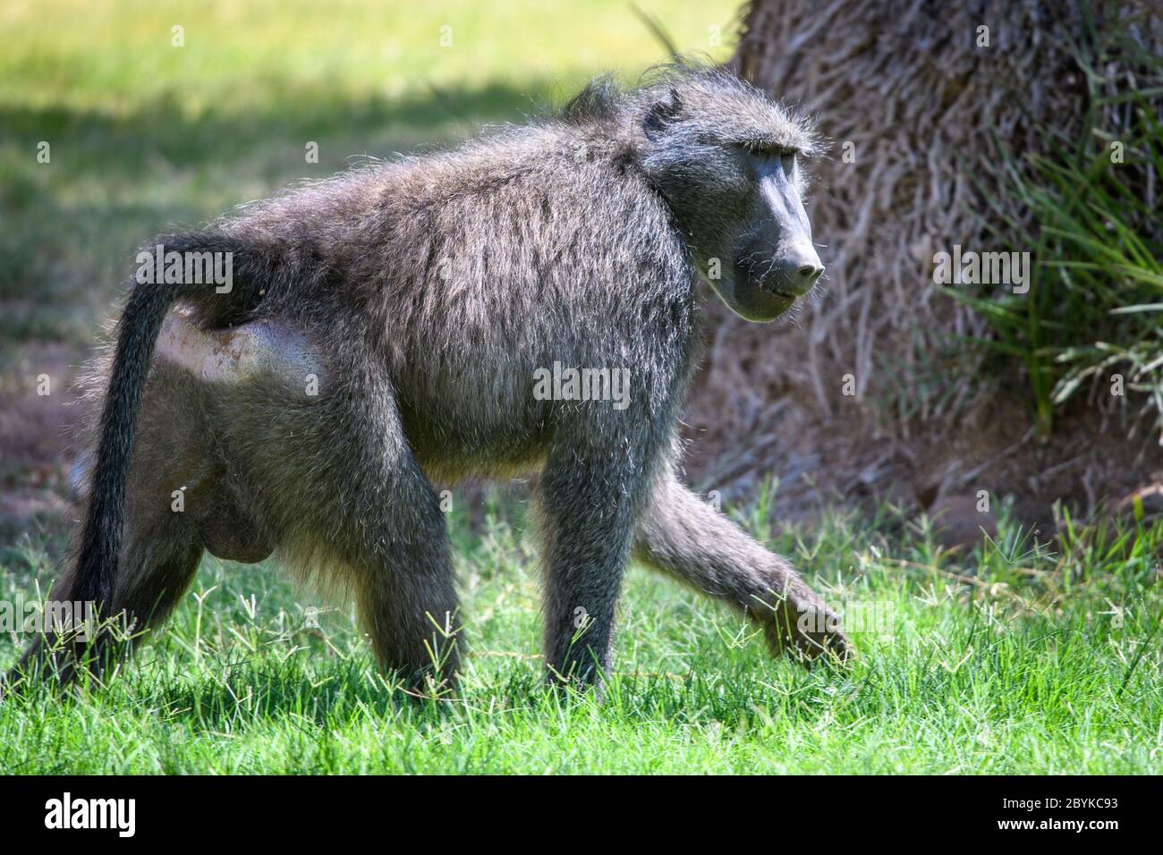 A chacma baboon going about his day , Ai-Ais, Namibia Stock Photo