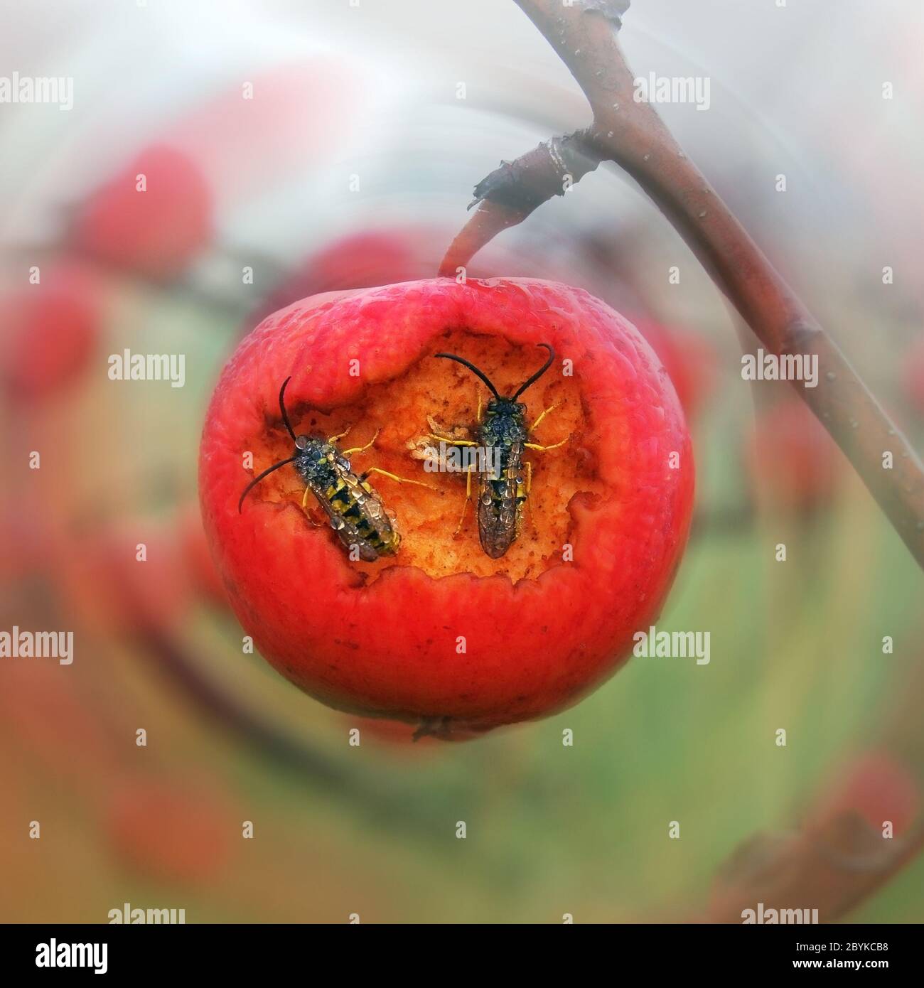 Two wasps eat with red apple Stock Photo