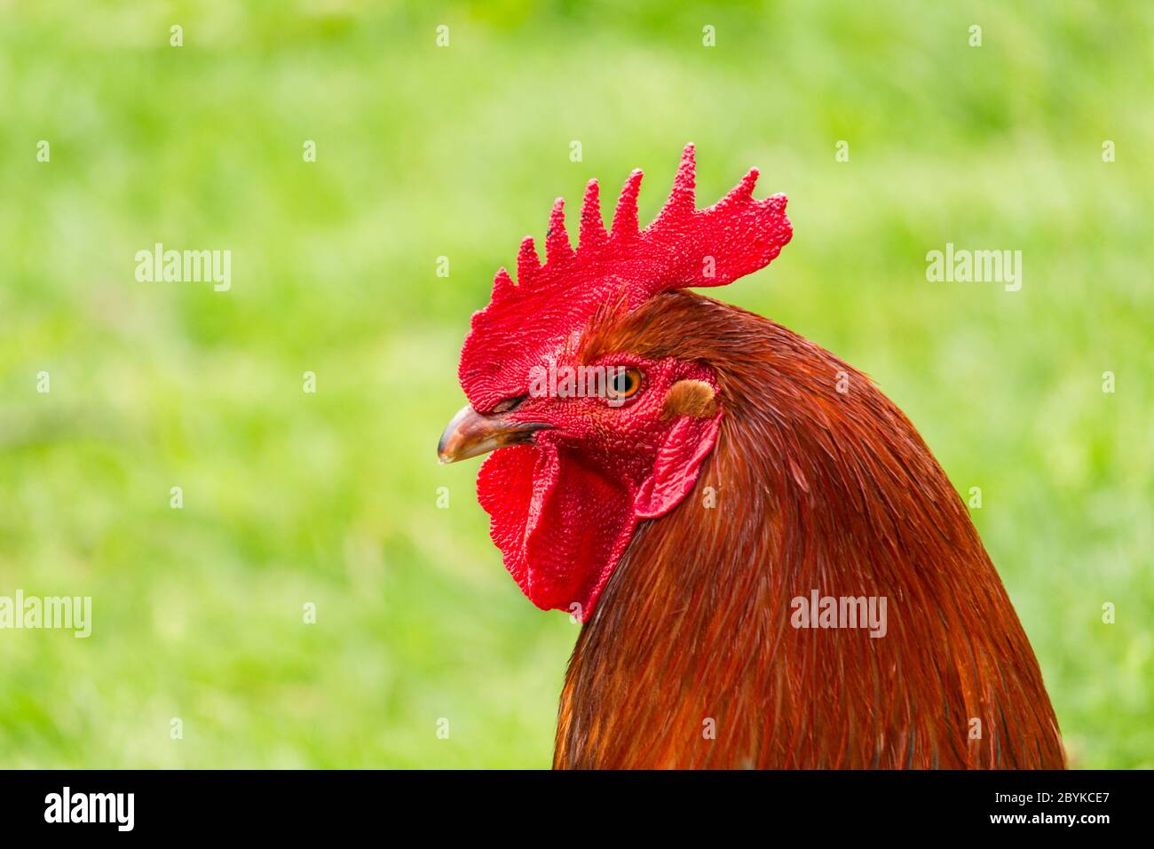 The colorful rooster in the yard. Beautiful feathers of rooster. Rooster farm bird. Fighting rooster in summer garden. Colorful rooster close photo. D Stock Photo