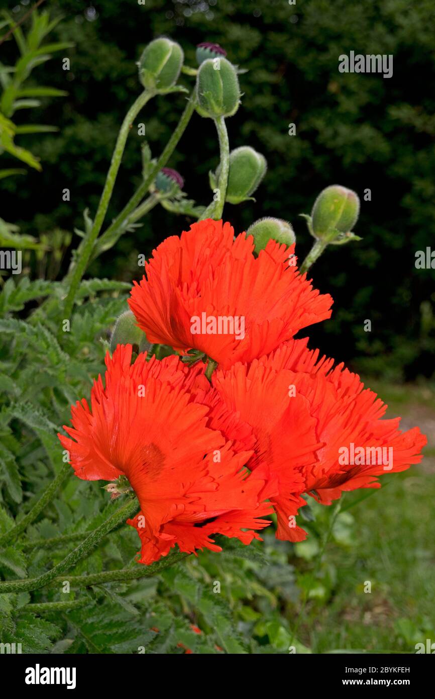 Beautiful red flowers and capsules of Opium poppy or Breadseed poppy