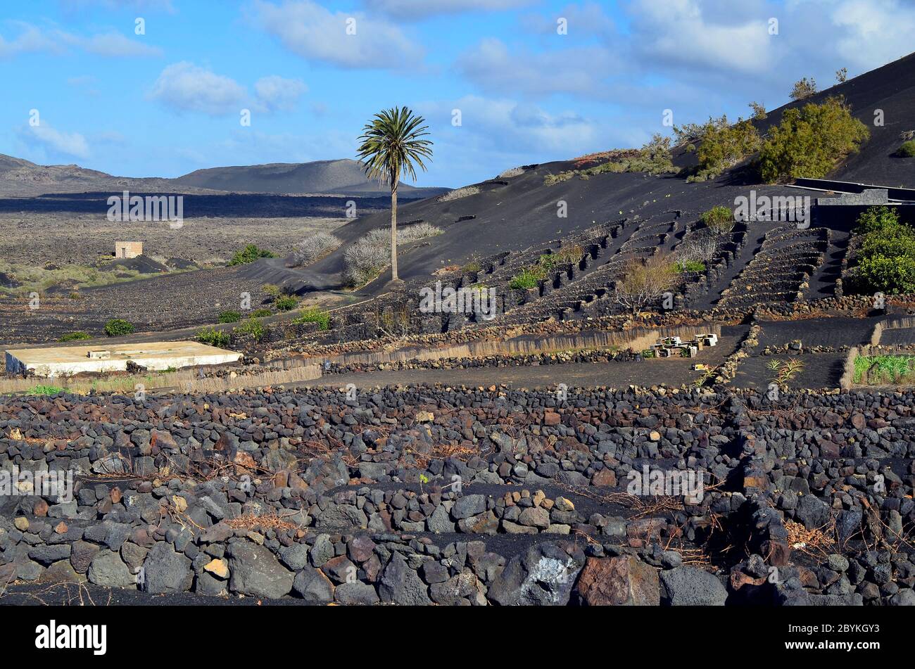 Lanzarote, Canary Island, wine cultivation with stone heaps as wind break  in La Geria, layered lava stones as wind protection for wine plants Stock  Photo - Alamy