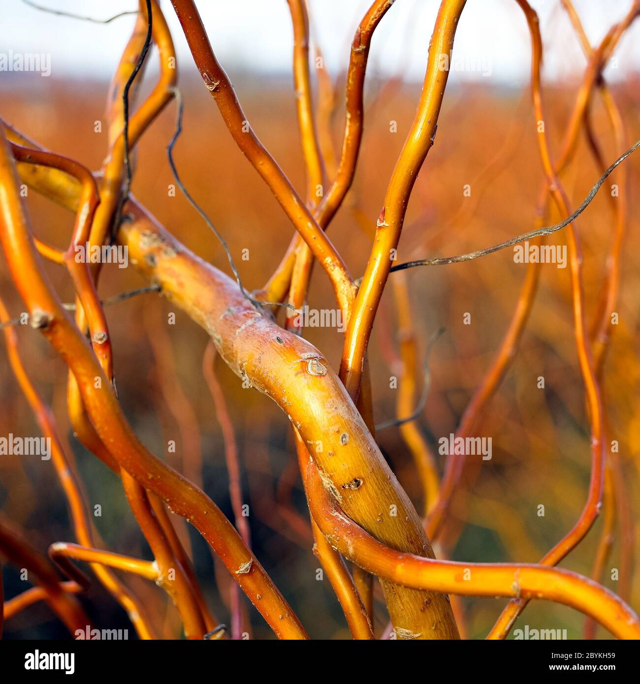 Branches of corkscrew willow Stock Photo - Alamy