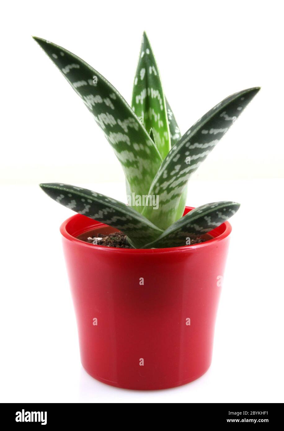 Aloe isolated on white backbround Stock Photo - Alamy