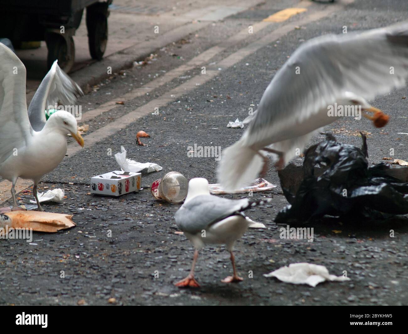 Seagulls scavenging in a Brighton street Stock Photo