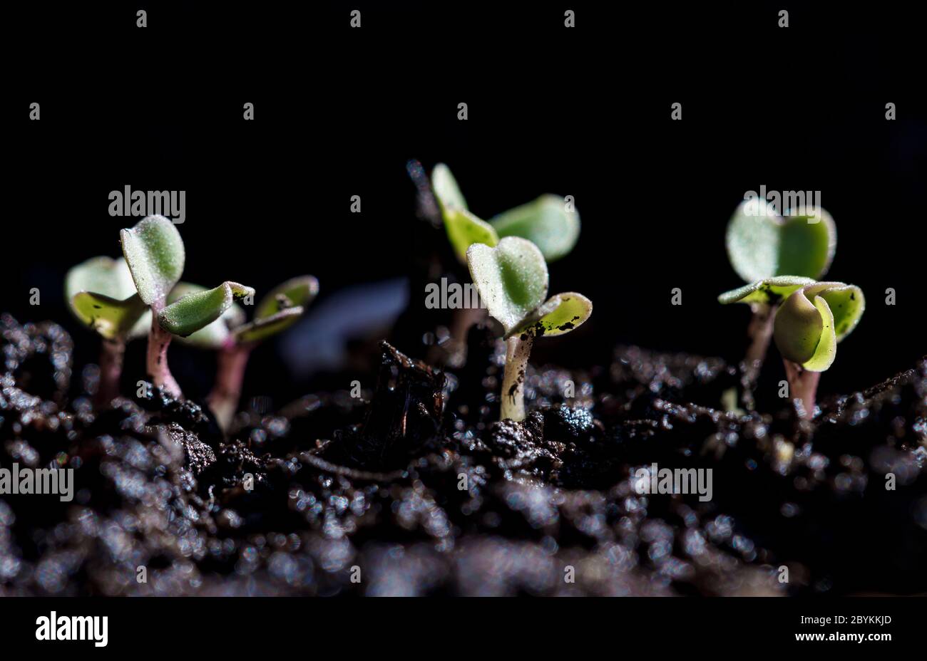 Close-up of green seedling. Green salad growing from seed . Stock Photo