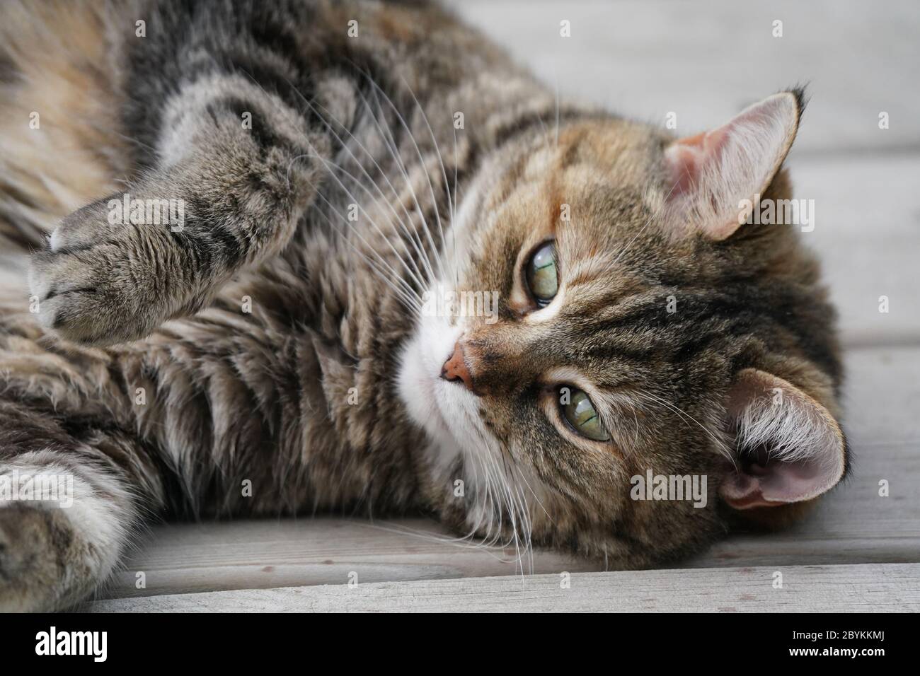 Elderly cat resting on deck Stock Photo Alamy