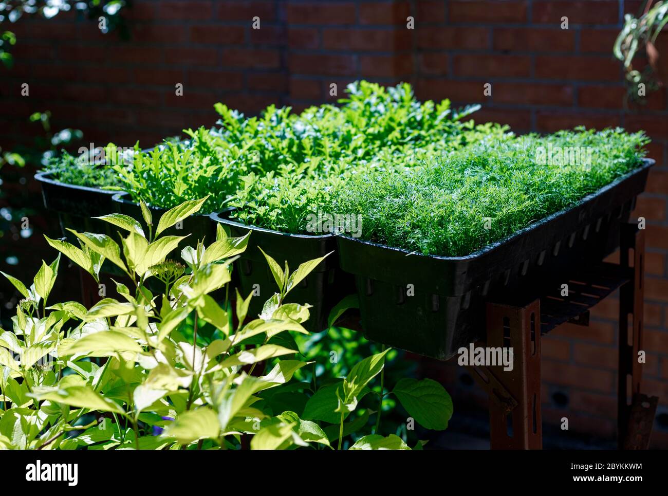 Fresh organic vegetables growing in pots in an outdoor home garden. Organic farming, salad ingredients . Stock Photo