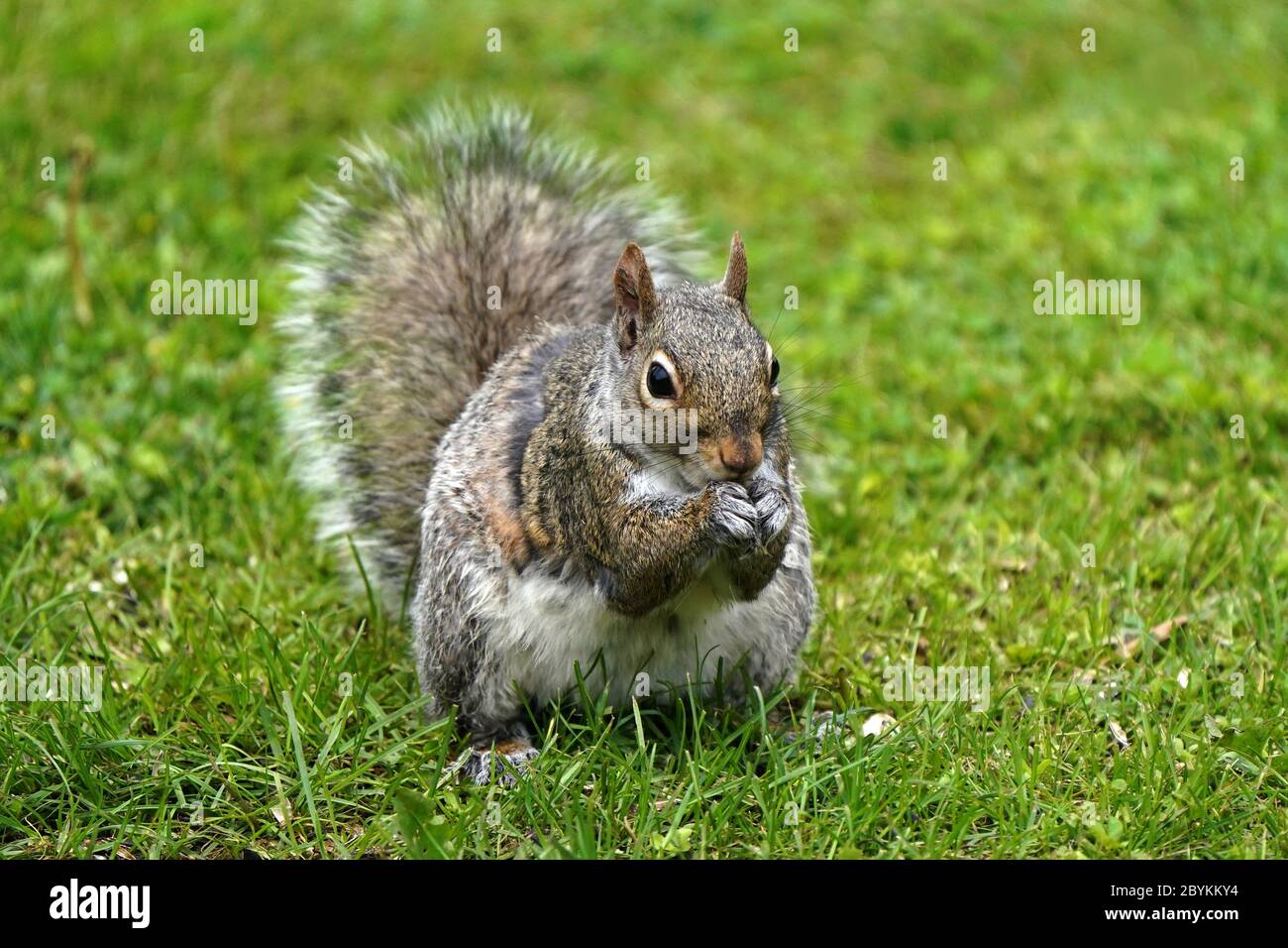 Eastern Grey Squirrel eating on lawn Stock Photo