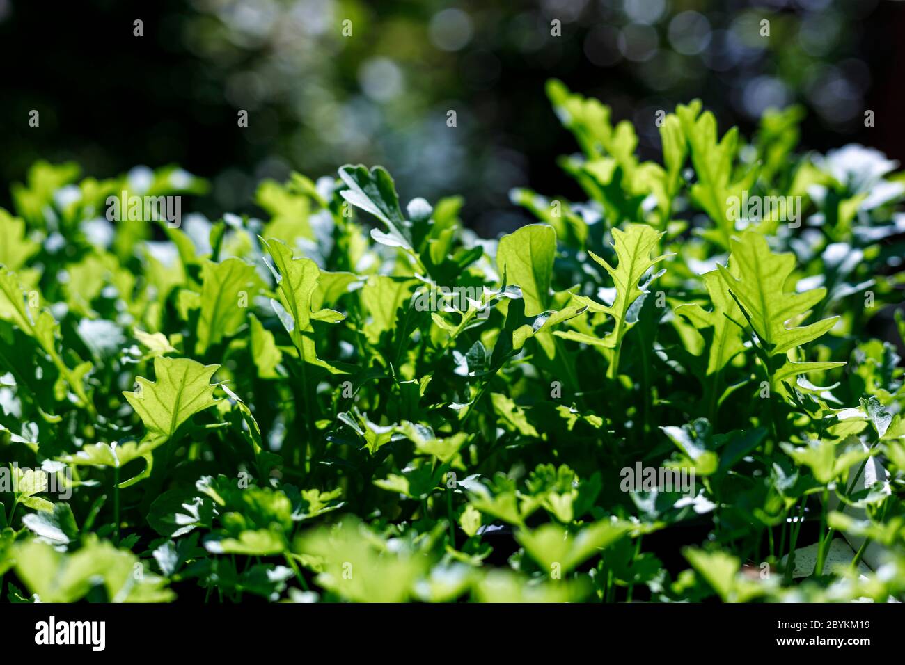 Fresh organic arugula growing in pots in an outdoor home garden. Organic farming, salad ingredients . Stock Photo