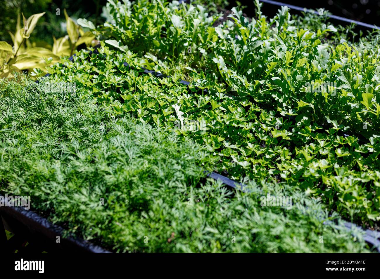 Fresh organic vegetables growing in pots in an outdoor home garden. Organic farming, salad ingredients . Stock Photo