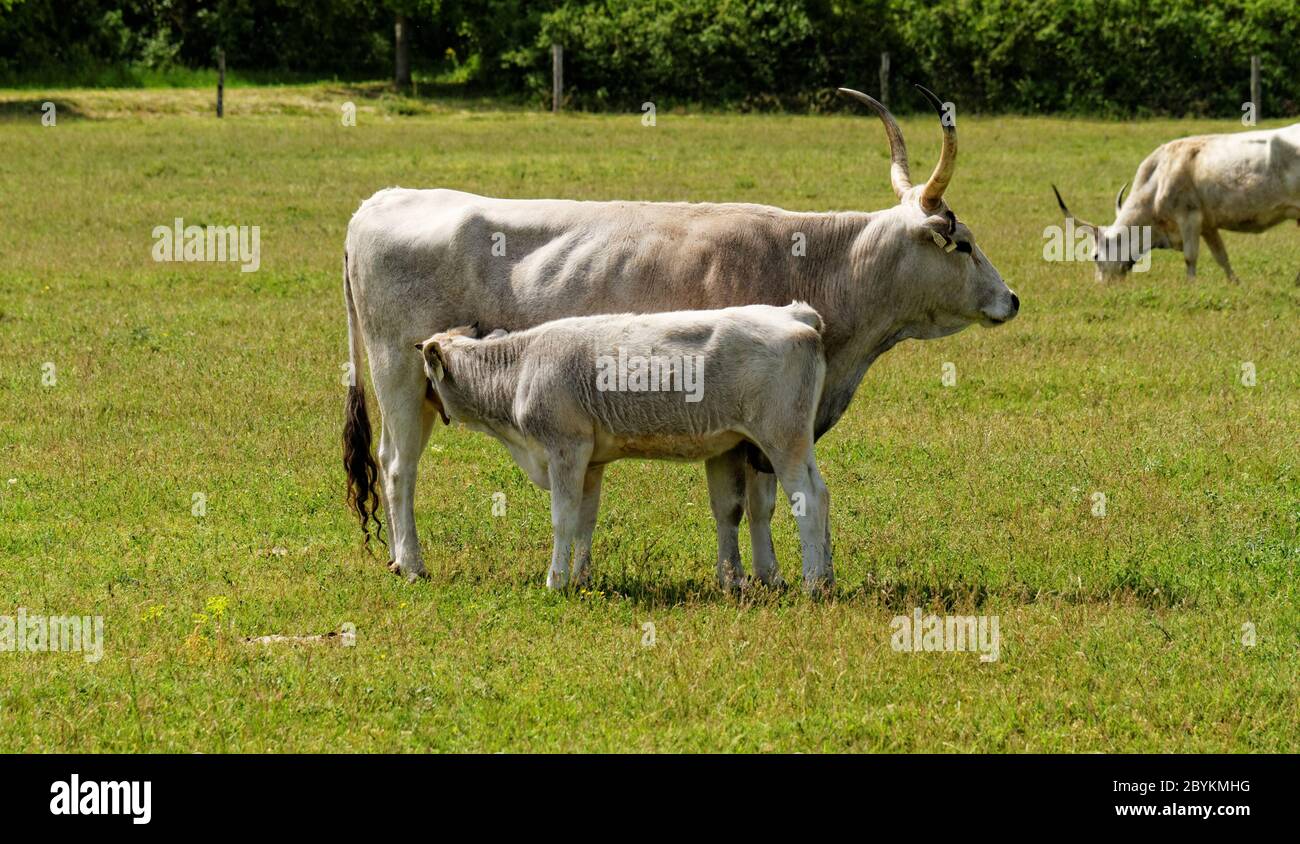 Ruminant Hungarian gray cattle bull on grass Stock Photo Alamy