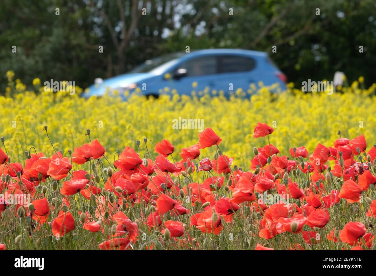 Prosigk, Germany. 10th June, 2020. Corn poppy and crucifixes bloom on a money on the edge of the Magdeburger Börde. Credit: Sebastian Willnow/dpa-Zentralbild/dpa/Alamy Live News Stock Photo