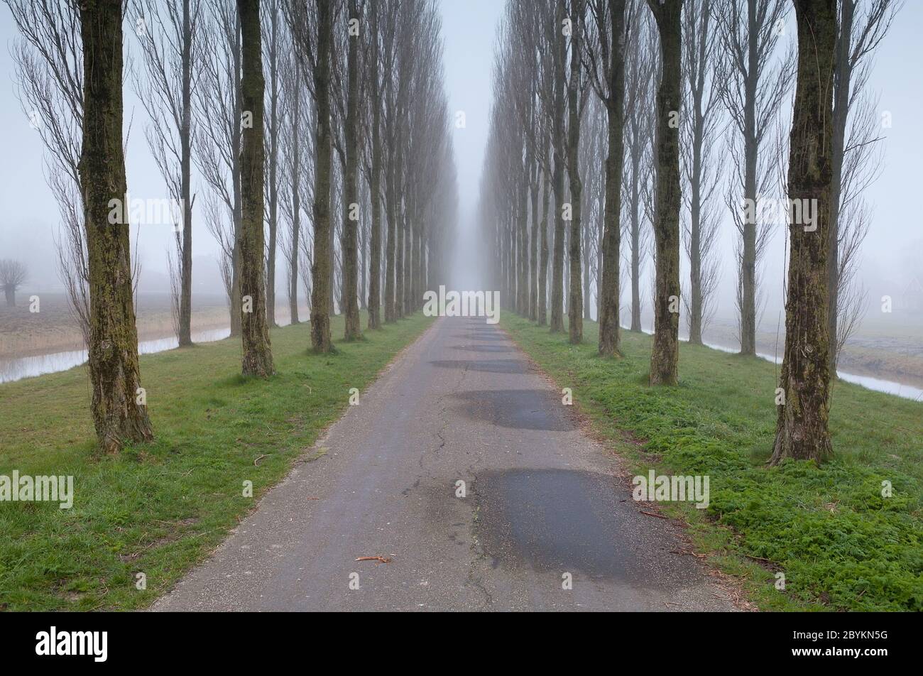 bike road between tree rows in fog Stock Photo