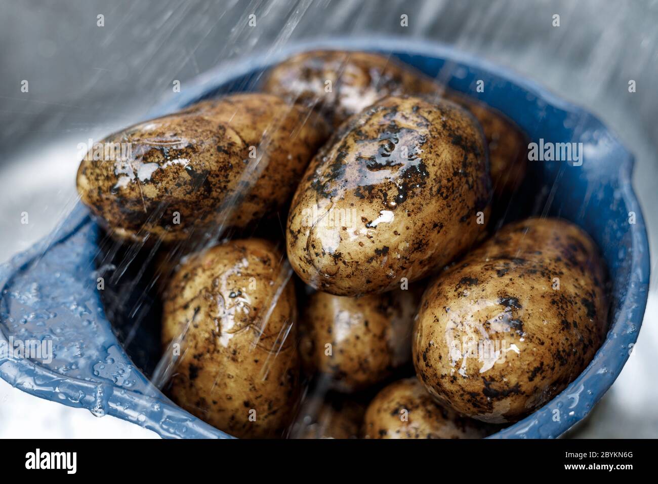 Washing organic potatoes under running water. Stock Photo