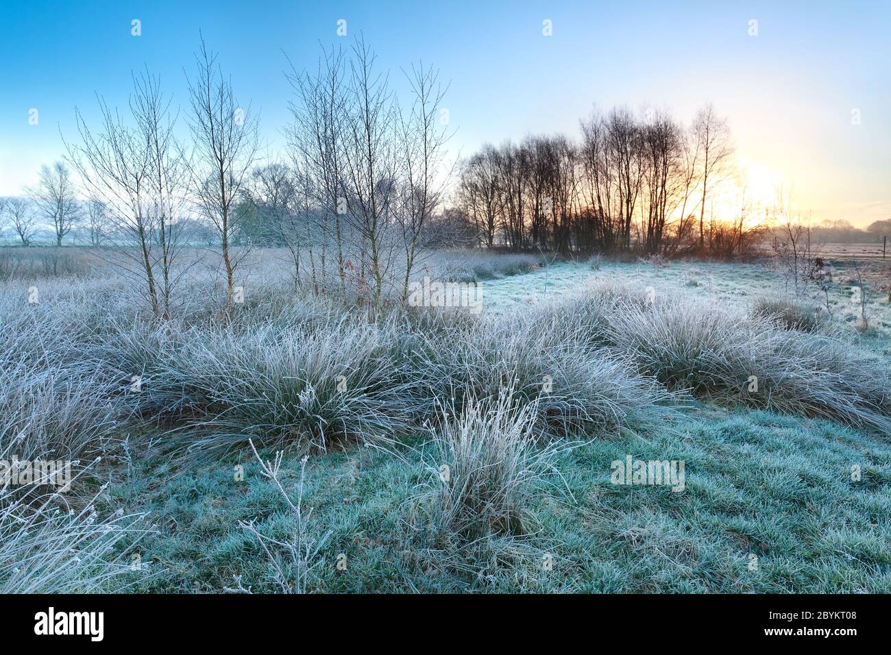 cold frosty sunrise over marsh Stock Photo - Alamy