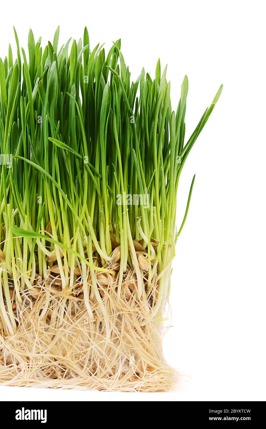 Green grass isolated on white background Stock Photo - Alamy