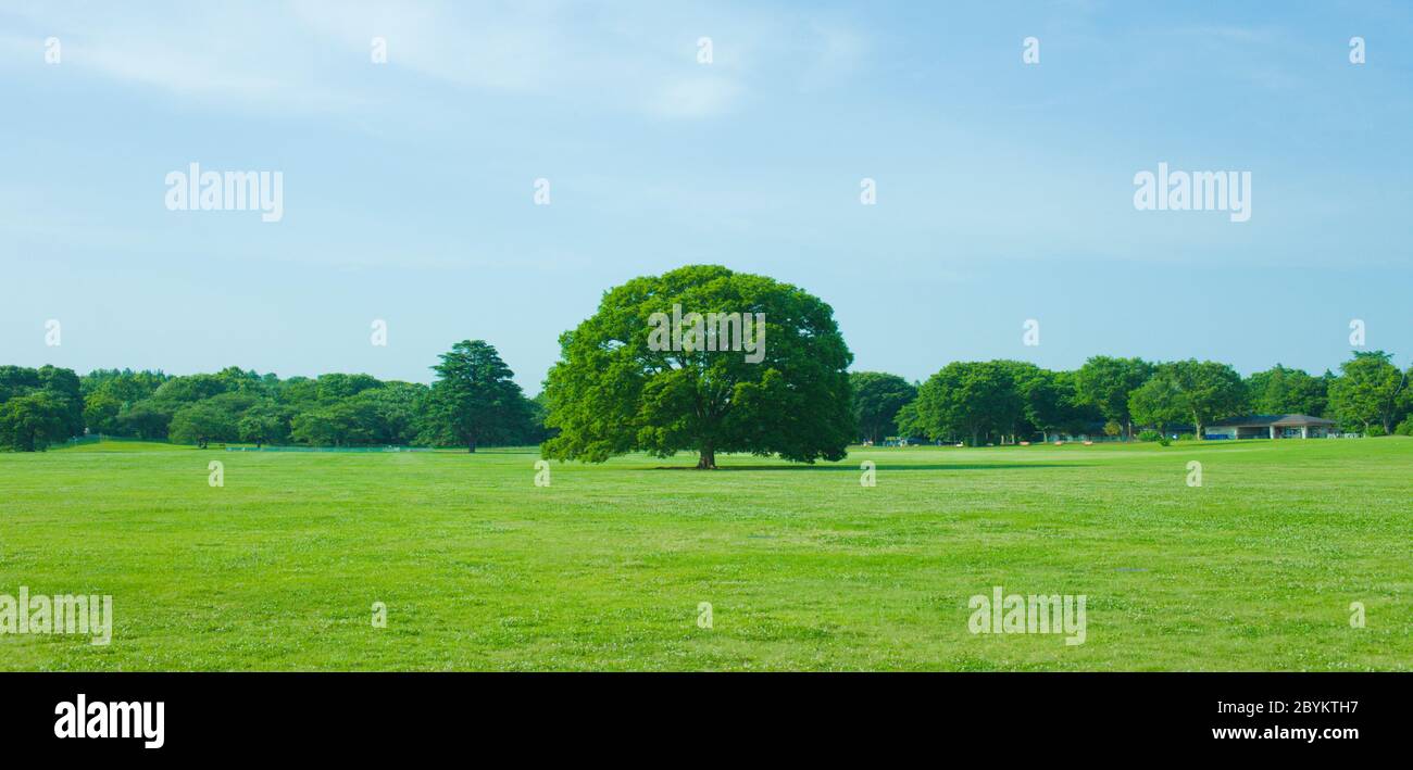 Summer tree park park lawn hi-res stock photography and images - Alamy