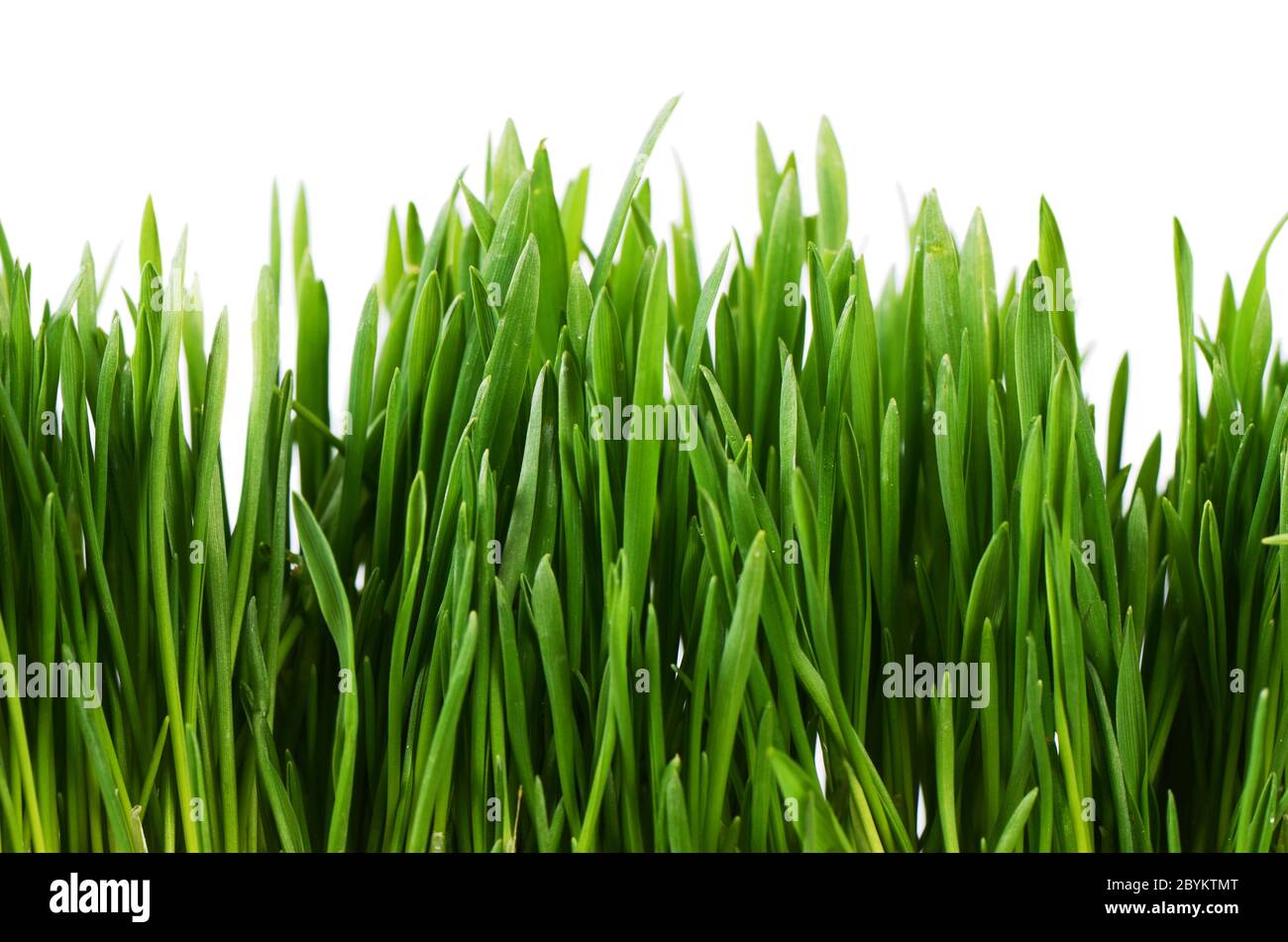Green grass isolated on white background Stock Photo - Alamy
