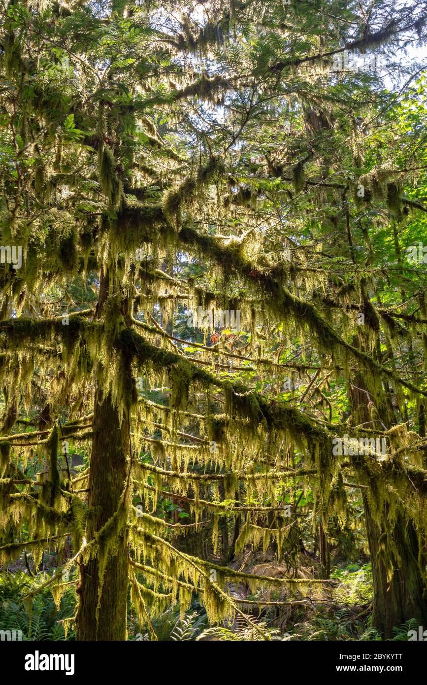 Moss on trees in Cathedral Grove, MacMillan Provincial Park, Vancouver