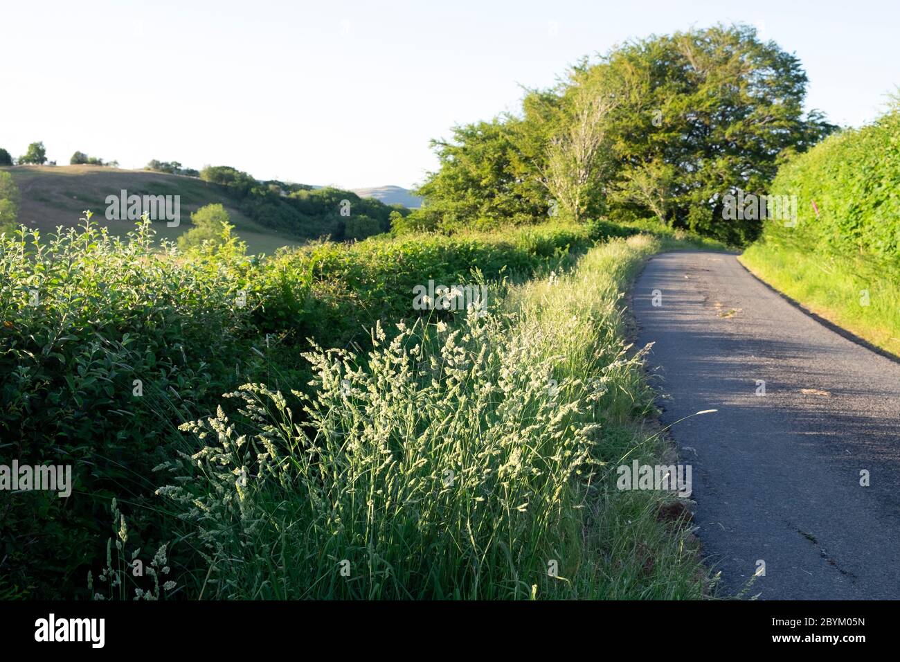 Long grasses growing along verge of country road lane in beautiful summer countryside landscape in Carmarthenshire Wales UK   KATHY DEWITT Stock Photo
