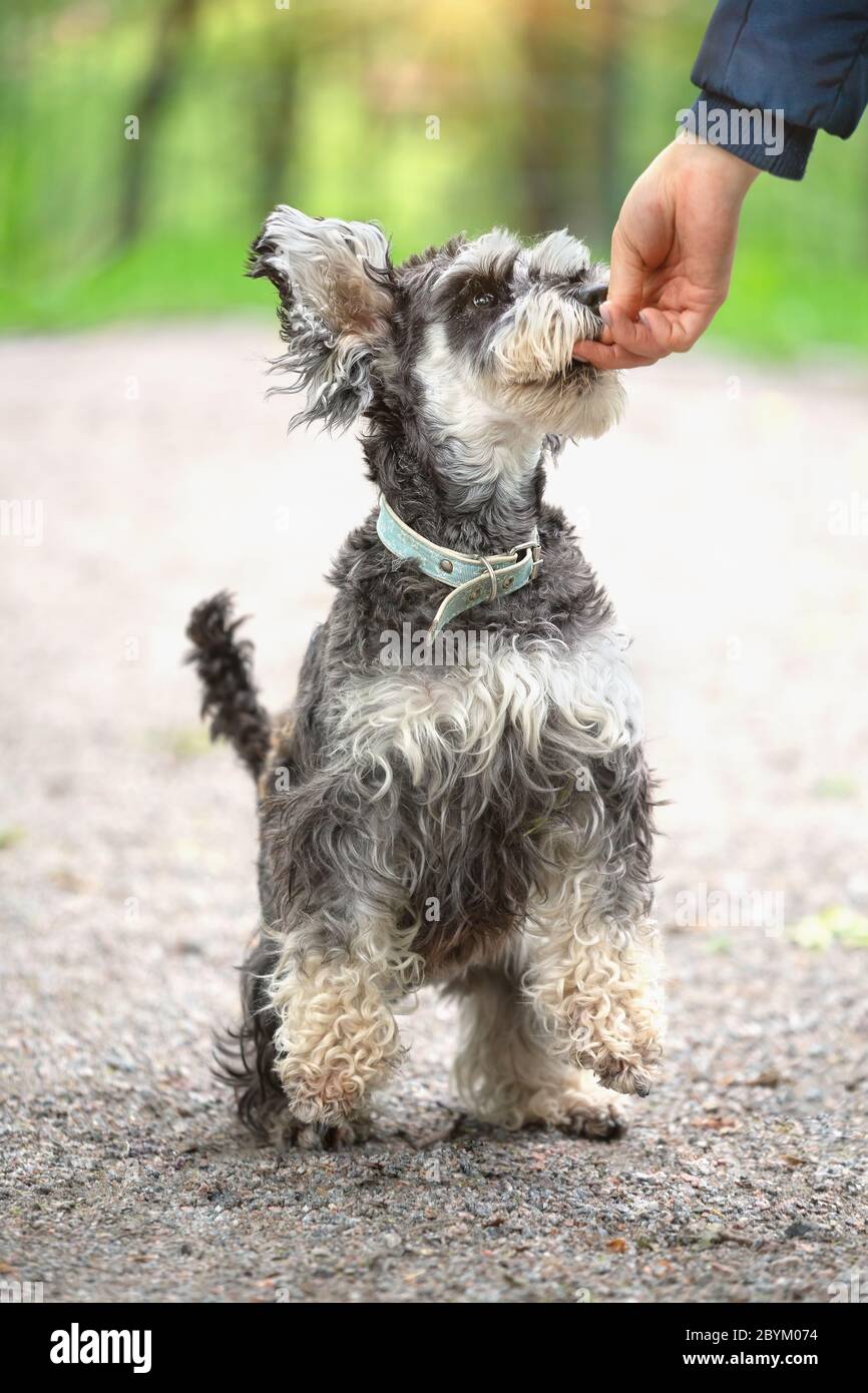 Standing Miniature Schnauzer