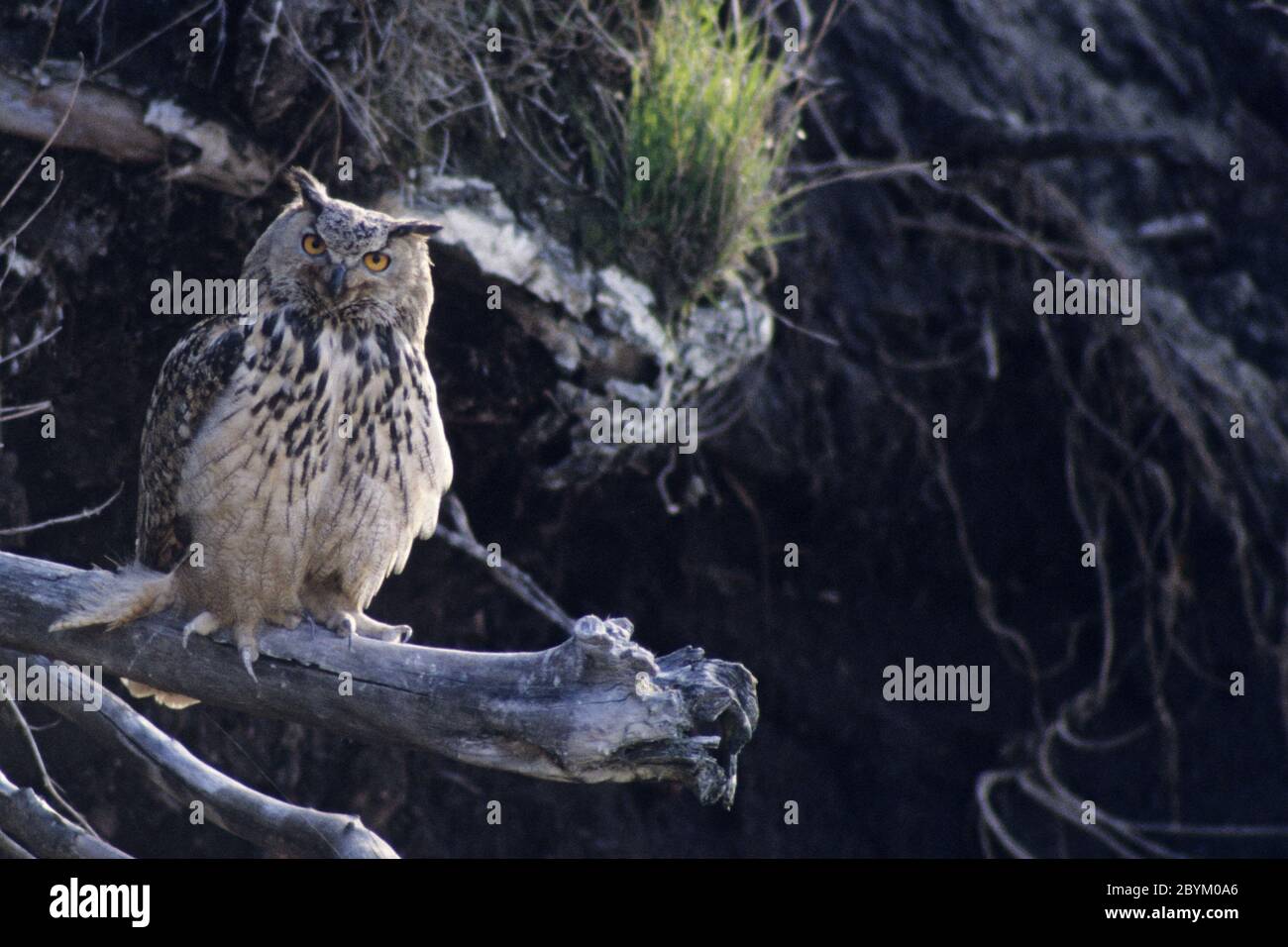 Eurasian Eagle-Owl adult bird looking alert Stock Photo