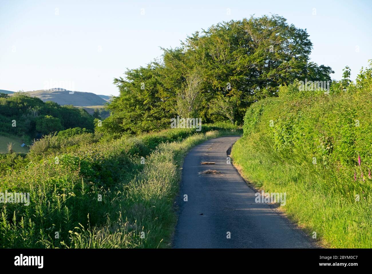 Country road lane in beautiful summer countryside landscape in Carmarthenshire Wales UK   KATHY DEWITT Stock Photo