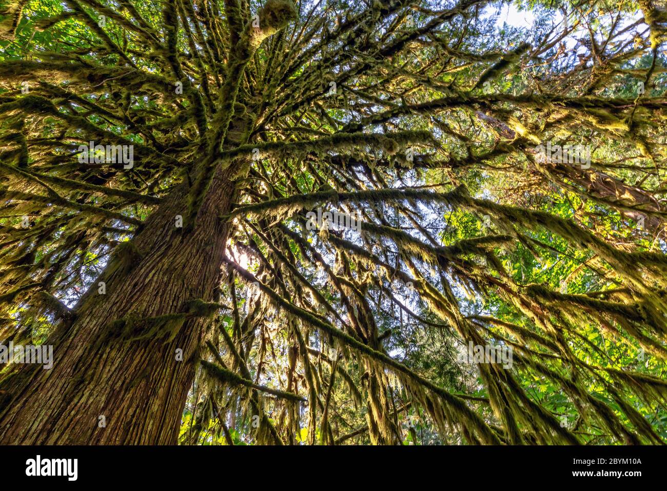 Douglas fir tree in  Cathedral Grove,  MacMillan Provincial Park, Vancouver island, British Columbia, Canada Stock Photo