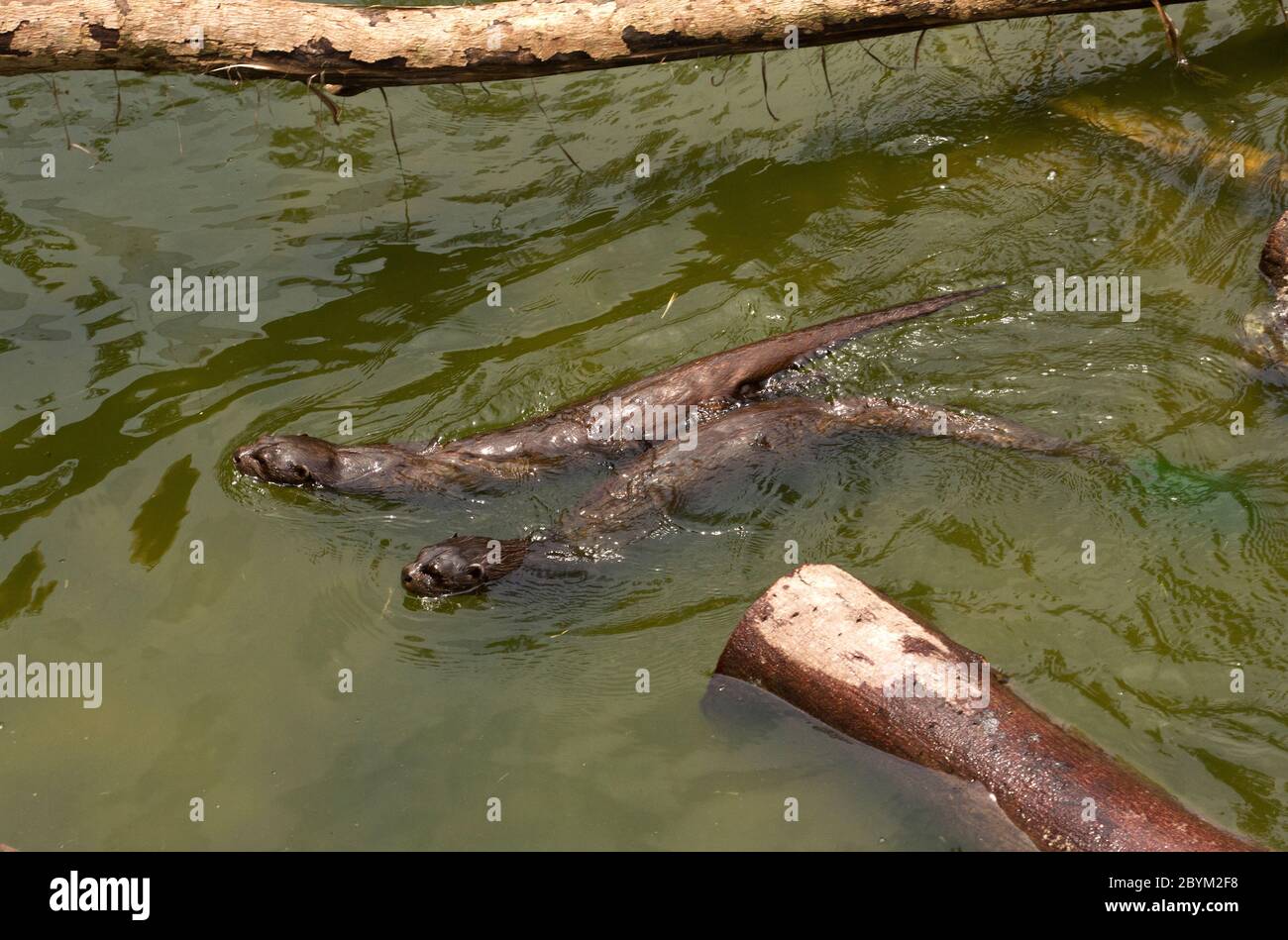 A pair of Spotted-necked Otters swim in the water of Lake Victoria, which is becoming dangerously polluted by human waste, garbage, agricultural waste Stock Photo