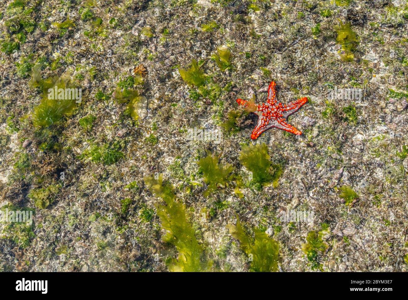 Colorful African Red-Knobbed Sea Star at low Tide on wet Sand, Zanzibar island, Tanzania Stock Photo