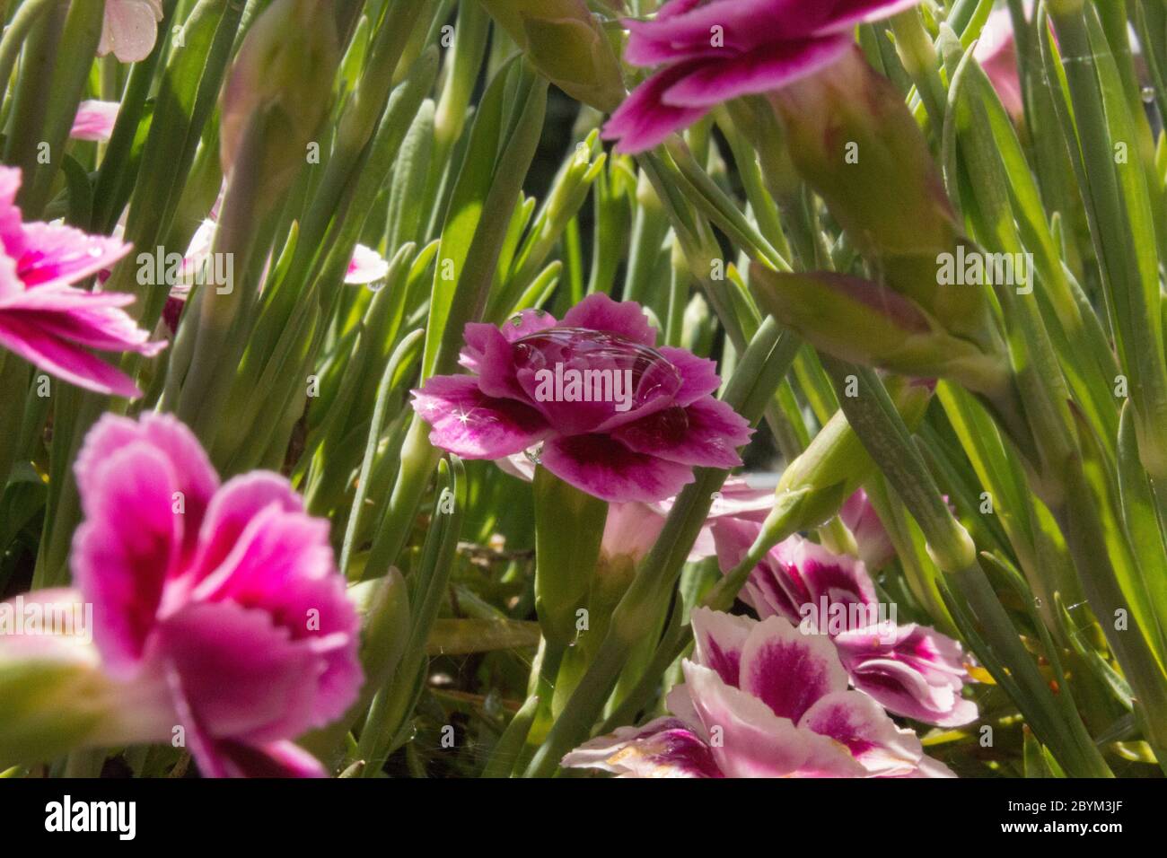 carnations in the garden Stock Photo