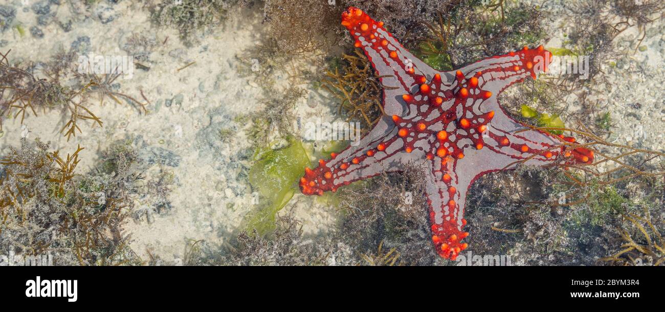 Colorful African Red-Knobbed Sea Star at low Tide on wet Sand, Zanzibar island, Tanzania, Panorama with Copy Space Stock Photo