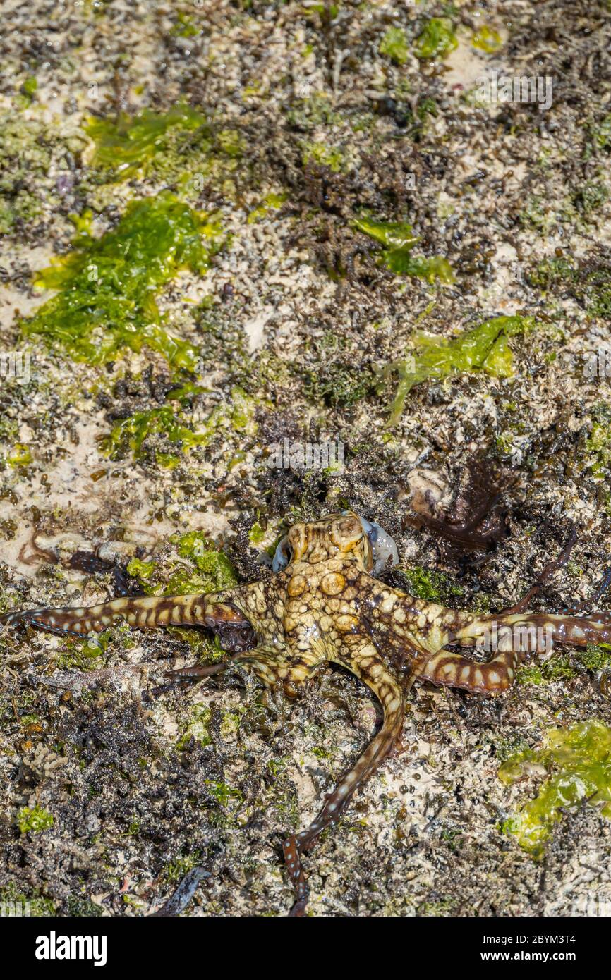 A Colorful large Octopus climbs along the Beach. Alive Octopus just caught in the Sea. The Tentacles spread in all directions. Vertical Stock Photo