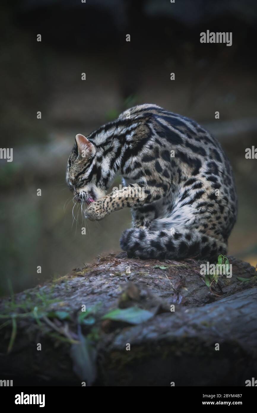Leopard Cat, Prionailurus bengalensis, Sikkim, India Stock Photo - Alamy