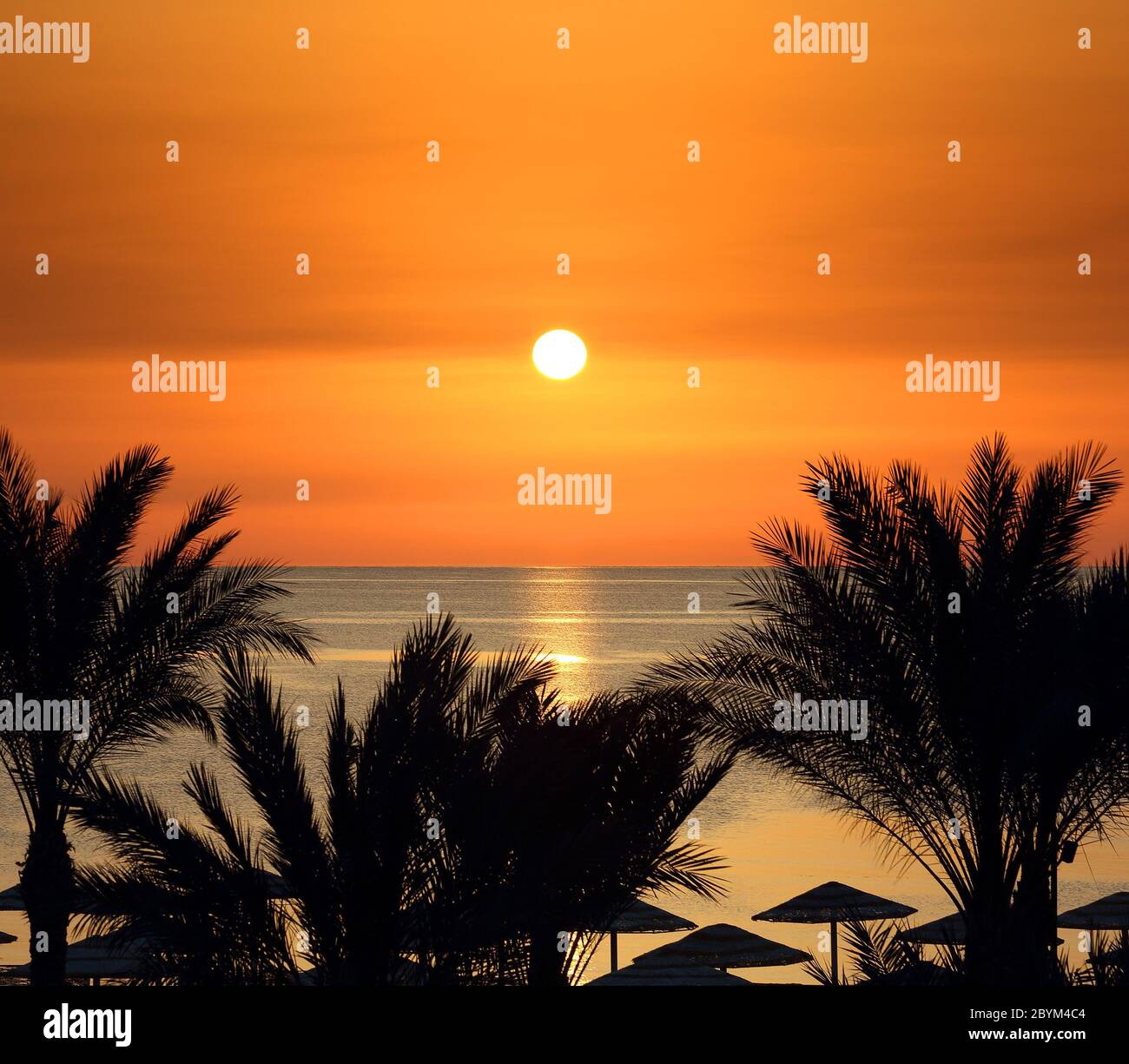 palms and sunrise over sea Stock Photo