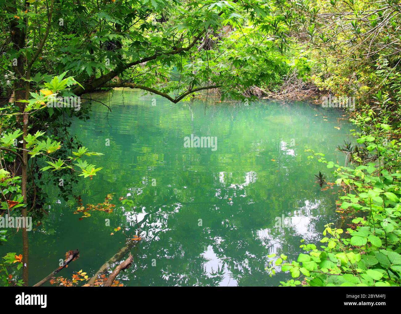 small lake in tropical thicket Stock Photo