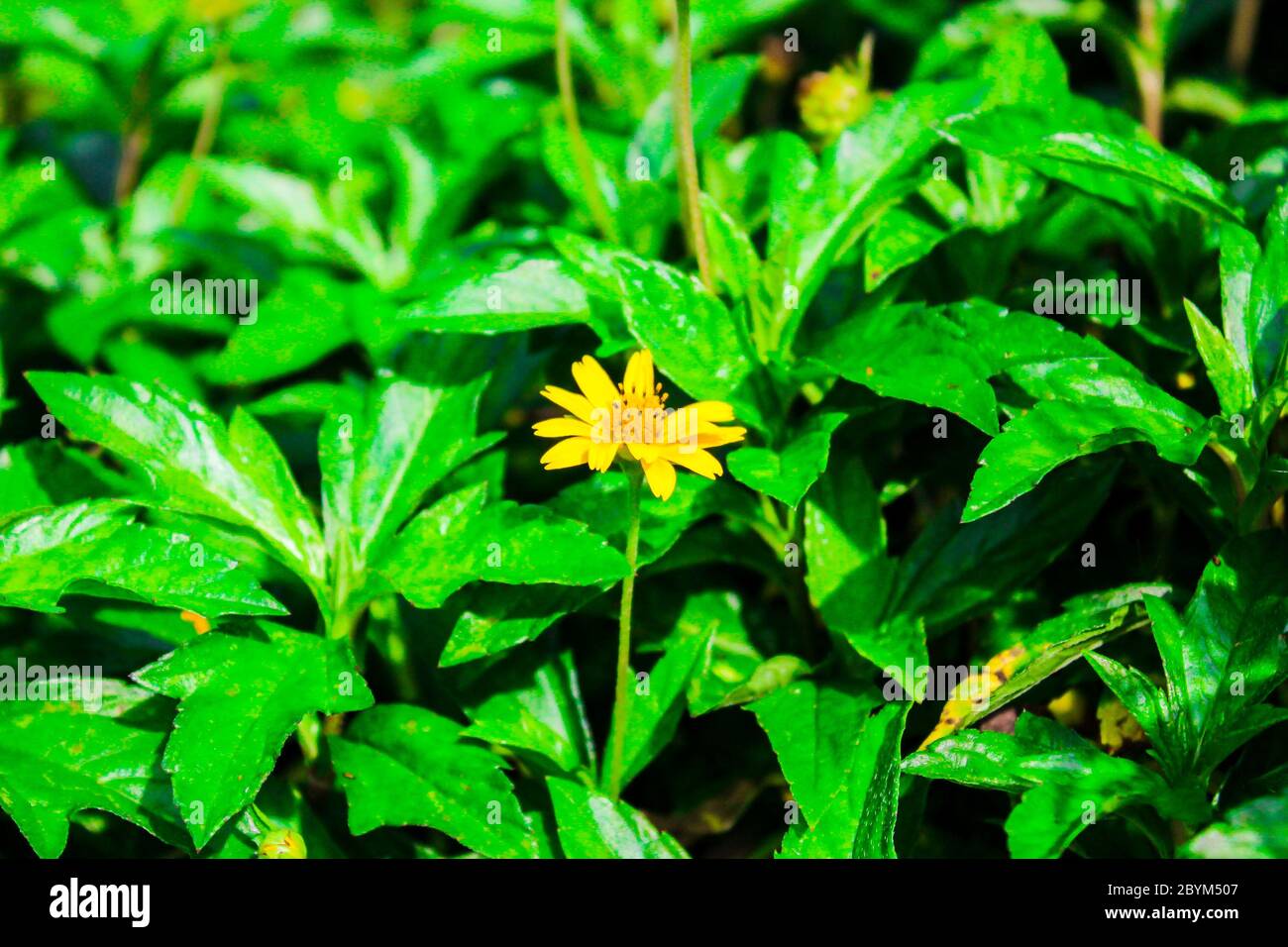 acmella oleracea. spilanthes acmella, toothache plant, paracress, fresh yellow flower wayside and green leaf Stock Photo