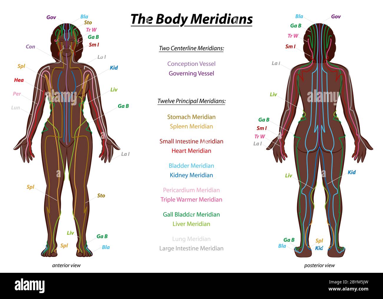 MERIDIAN SYSTEM CHART, black woman, female body with labelled meridians - anterior and posterior view - Traditional Chinese Medicine. Stock Photo