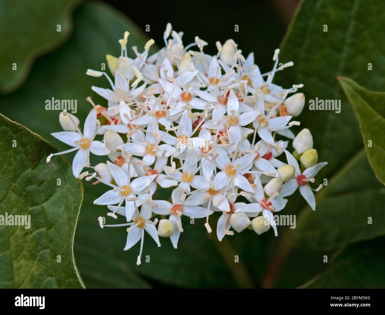 Common Dogwood (cornus sanguinea) Stock Photo