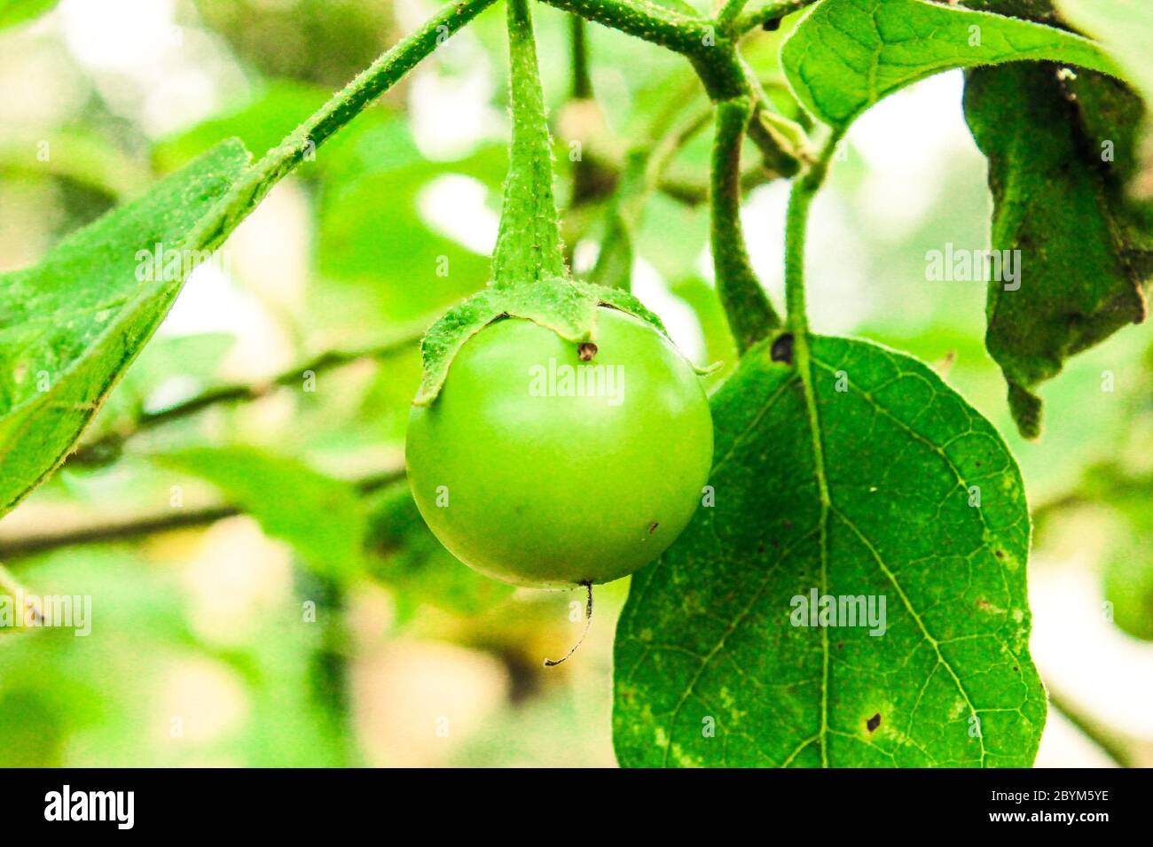 green eggplants cockroach berry on nature plant tree Stock Photo